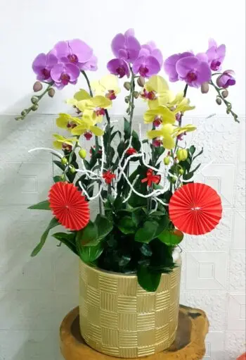 Hoa Lan Hồ Điệp SN053