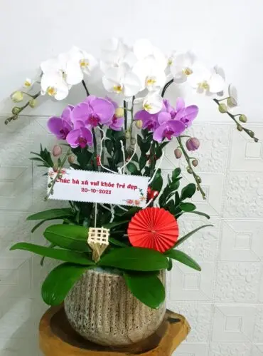 Hoa Lan Hồ Điệp SN055