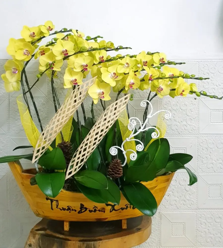 Shop Hoa Lan Hồ Điệp Đẹp TP HCM- Hoa Lan Nữ Hoàng