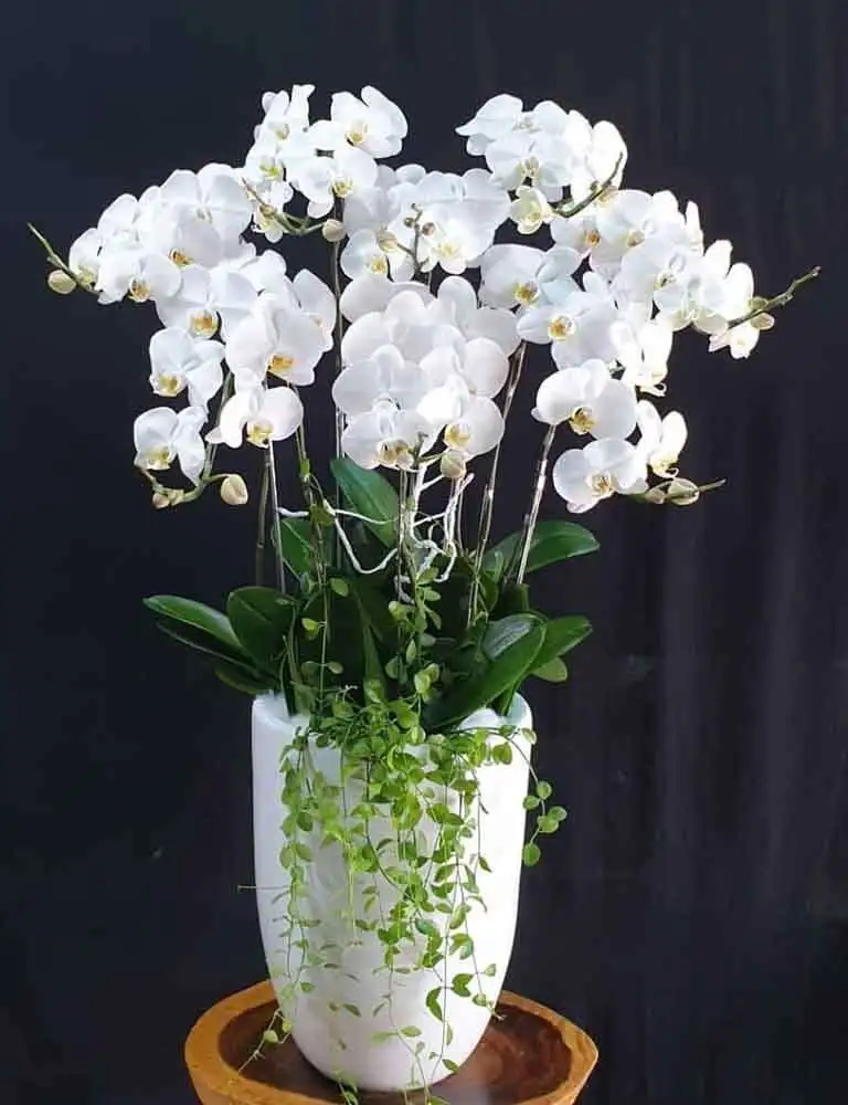 Nguồn Gốc Loài Hoa Lan Hồ Điệp Được Tìm Thấy