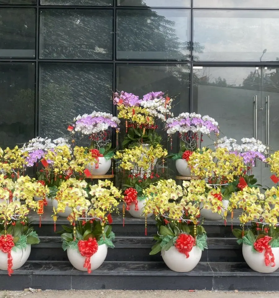 Tiệm Hoa Lan Hồ Điệp Đẹp Tại Tp Hồ Chí Minh