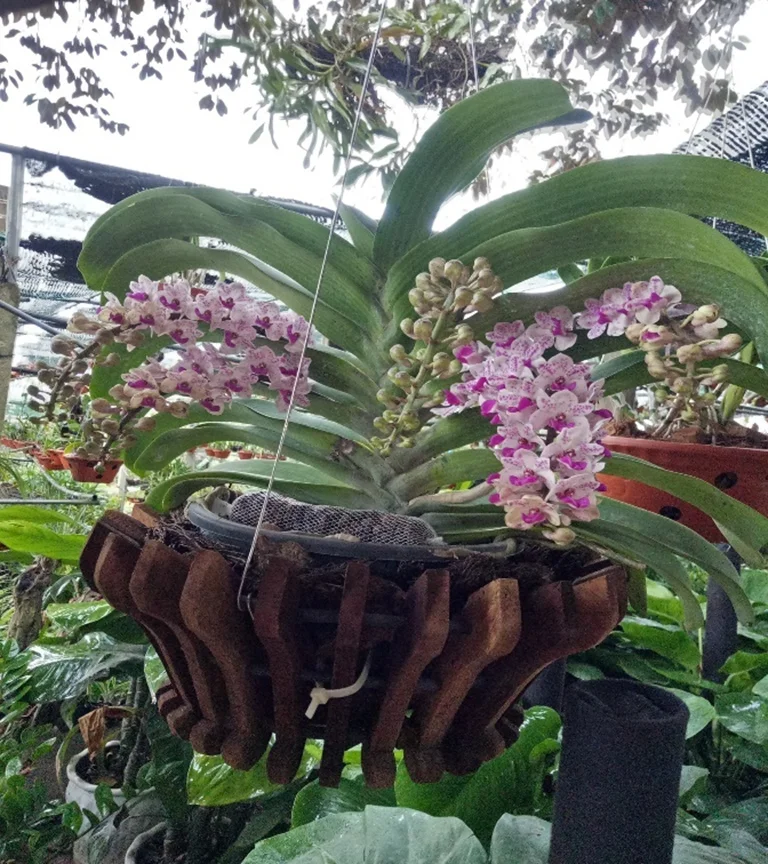 Cách Trồng Hoa Lan Ngọc Điểm Cần Biết
