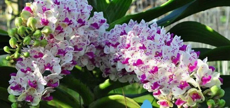 Cách Để Hoa Lan Ngọc Điểm Ra Hoa Đúng Tết