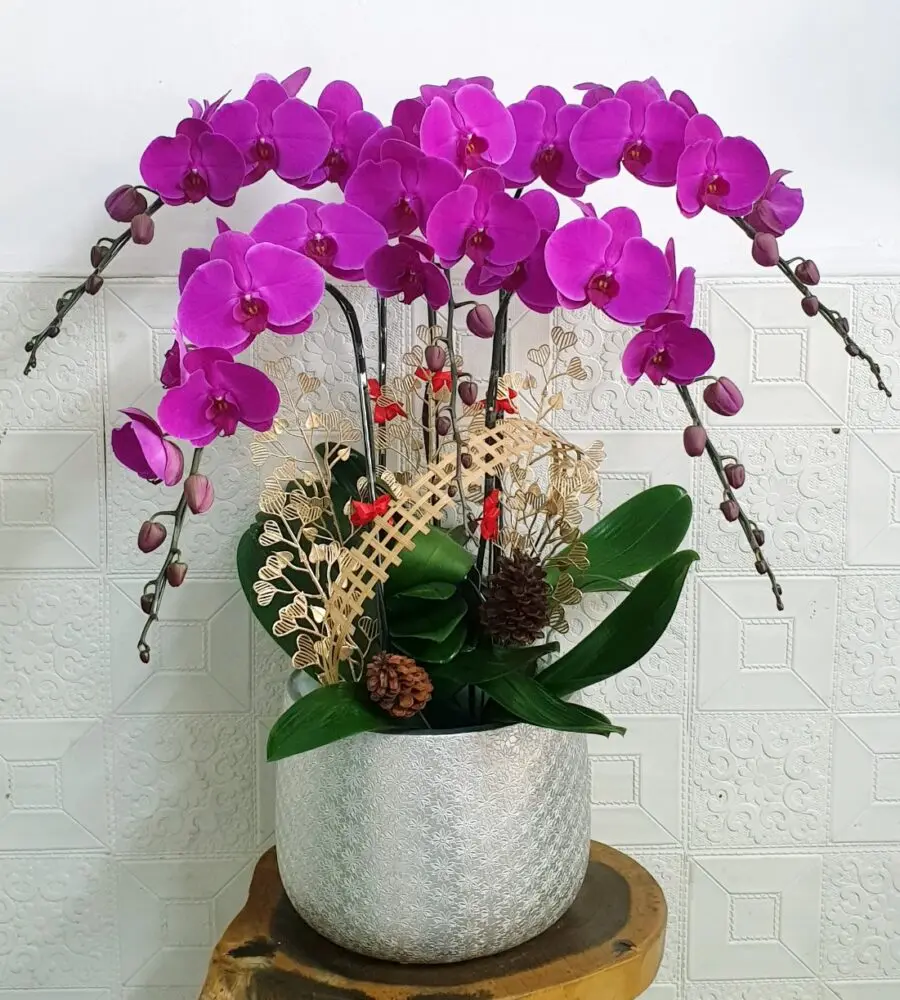 Chi Lan Hồ Điệp / Ý Nghĩa – Đặc Điểm – Cách Chăm Sóc