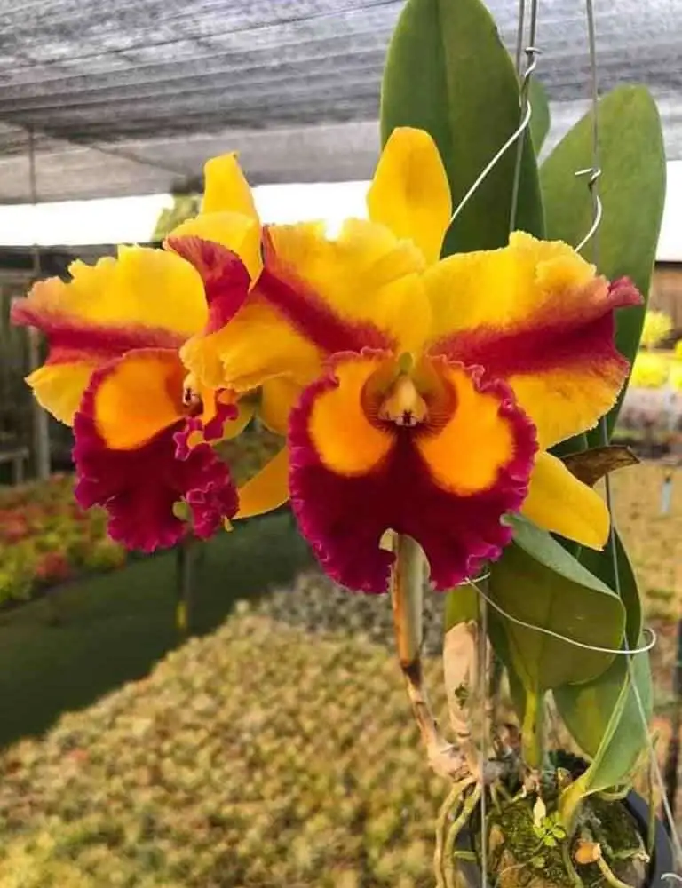 Cách Trồng Và Chăm Sóc Hoa Lan Cattleya – Hoa Lan Kim Điệp