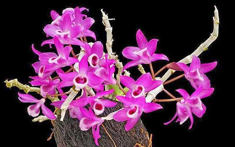 Hoa Lan Trầm Tím – Cách Trồng Và Chăm Sóc