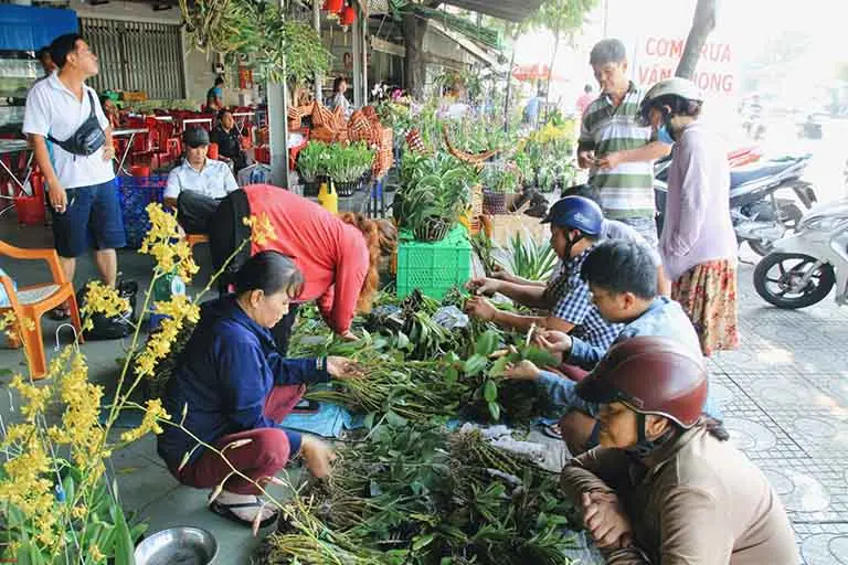 Cách Chọn Mua Hoa Lan Rừng Được Lấy Từ Thiên Nhiên