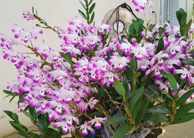 Hoa Lan Hoàng Thảo Đùi Gà – Cách Trồng Và Chắm Sóc