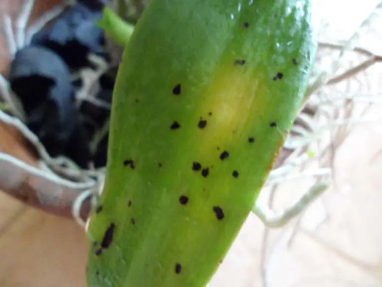 Bệnh Thường Gặp Ở Hoa Lan Dendro Và Cách Chăm Sóc