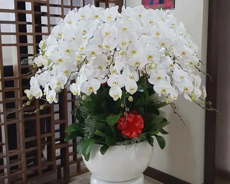 Chậu Lan Hồ Điệp Trắng Cao Sang Quý Phái Lâu Tàn