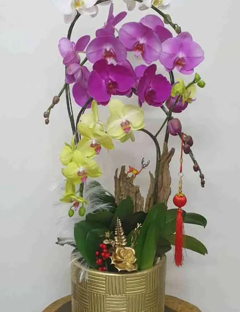 Hoa Lan Quà Tặng 8/3 – Ý Nghĩa Và Sang Trọng