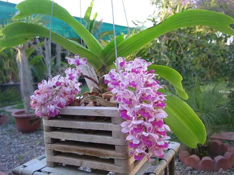 Cách Chọn Hoa Lan Ngọc Điểm Để Trồng Và Chăm Sóc
