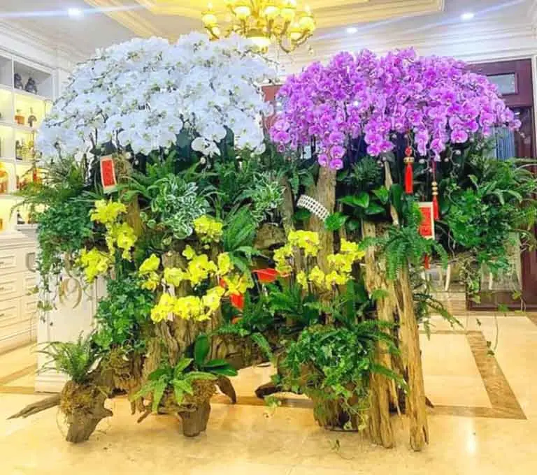 Hoa Lan Hồ Điệp Ghép Lũa – Cách Ghép Và Chăm Sóc