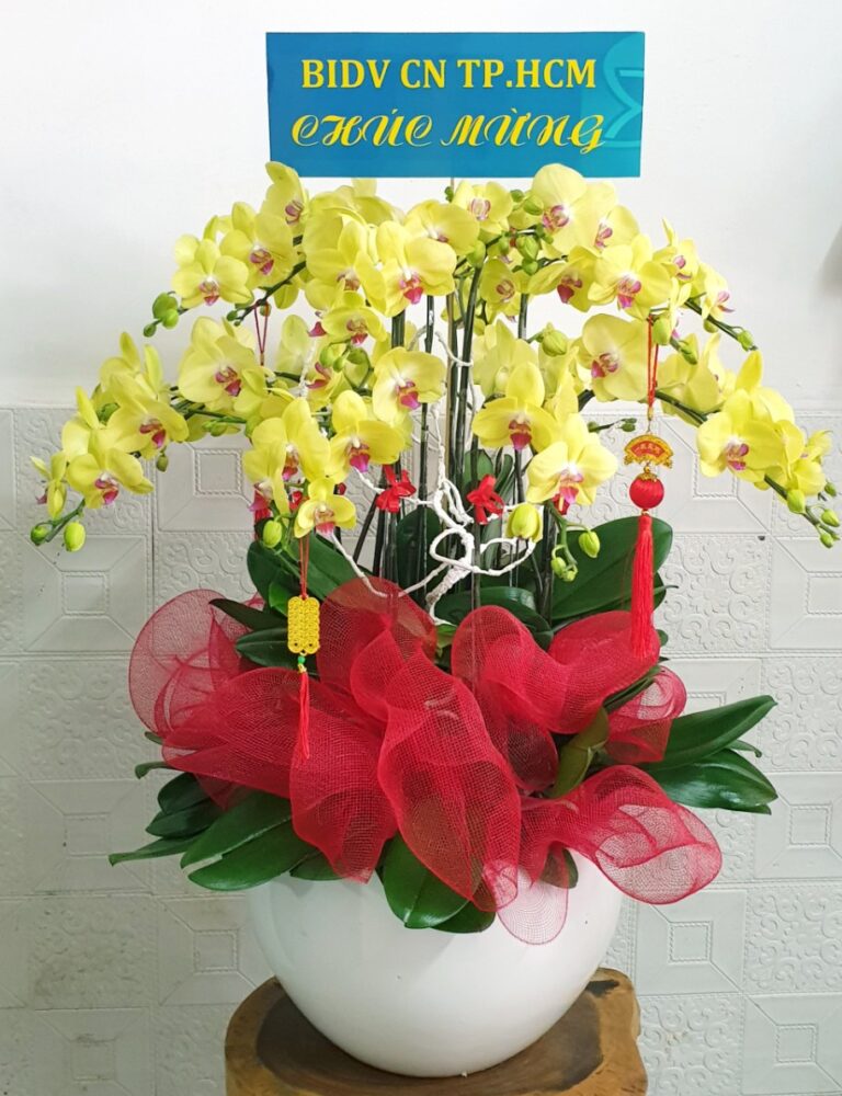 Hoa Lan Thành Phố Hồ Chí Minh – Shop Hoa Lan Hồ Điệp