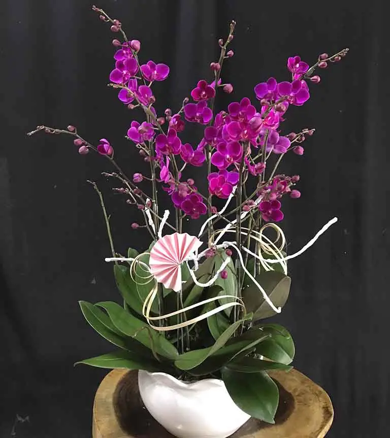 Hoa Lan Hồ Điệp Mãn Thiên Hồng