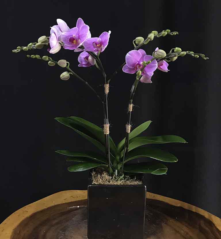 Shop Hoa Lan Hồ Điệp Quận Bình Thạnh