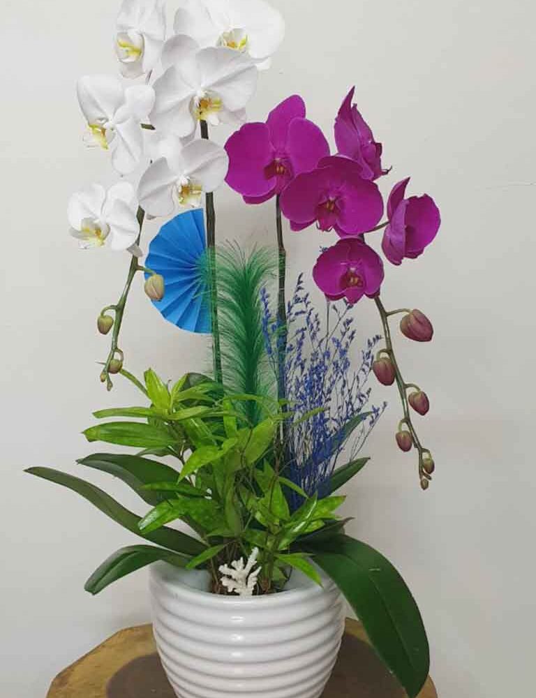Shop Hoa Lan Hồ Điệp Thủ Đức / Thiết Kế Phong Cách Mới