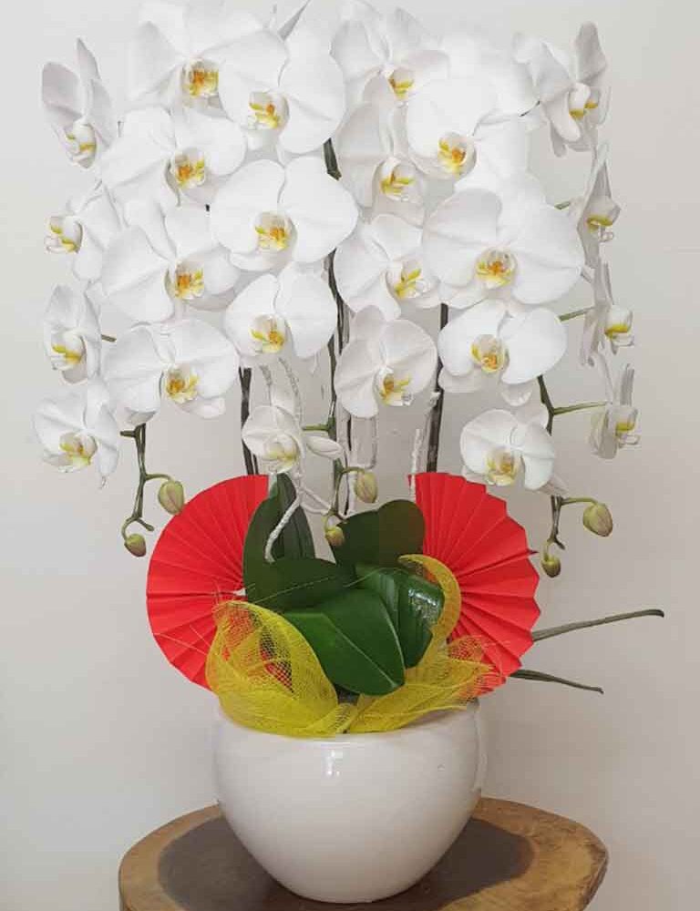 Shop Hoa Lan Hồ Điệp Quận 11 – Giá Rẻ Đẹp Và Chất Lượng