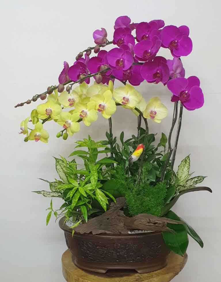 Shop Hoa Lan Hồ Điệp Quận 12 / Nơi Cung Cấp Hoa Lan Hồ Điệp