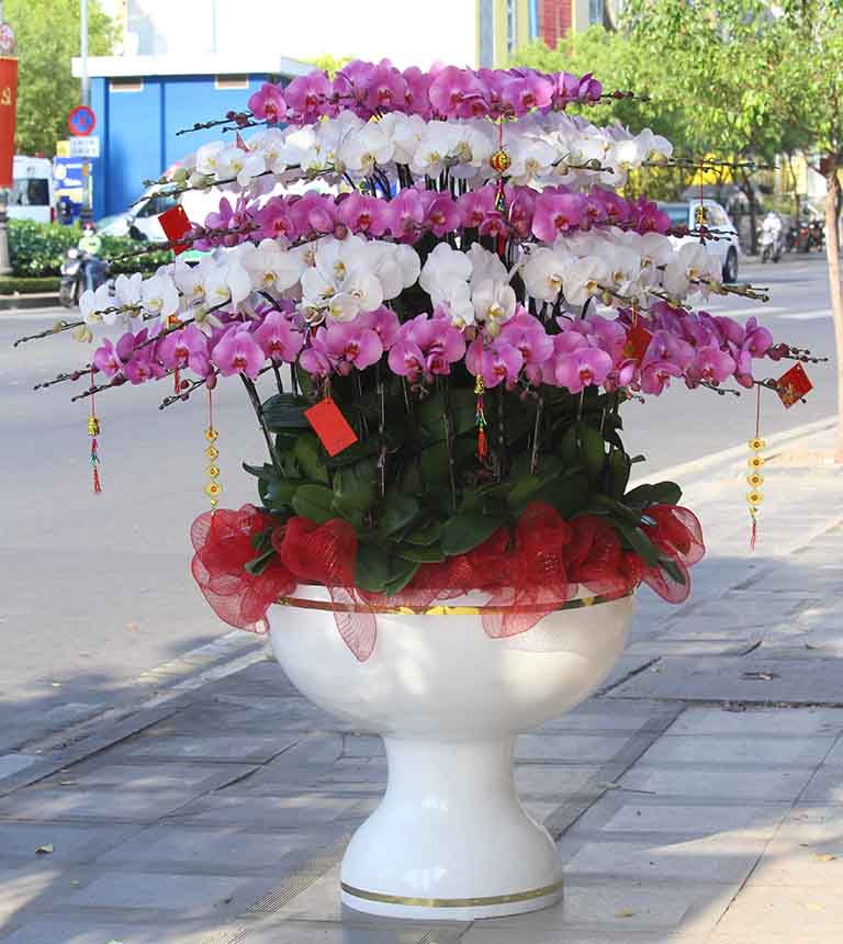 Shop Hoa Lan Hồ Điệp Sài Gòn