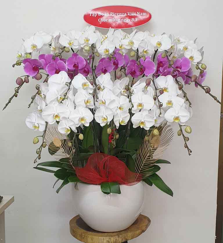Shop Hoa Lan Hồ Điệp Quận 4 – Hoa Lan Nhập Khẩu