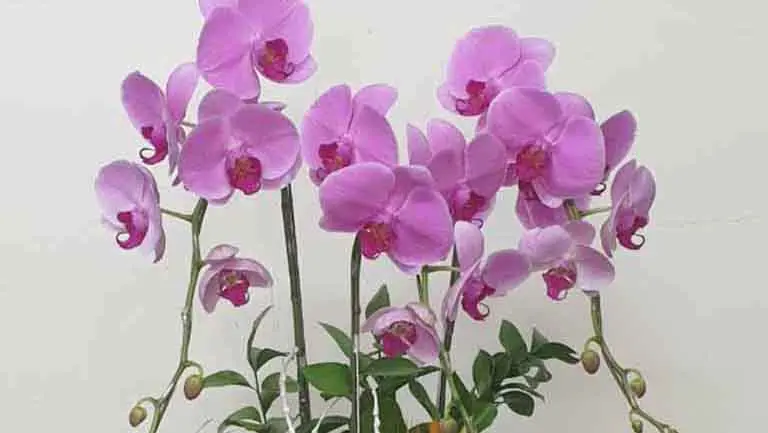 Hoa Lan Mừng Sinh Nhật: Hình Ảnh Chậu Hoa Đẹp Nhất