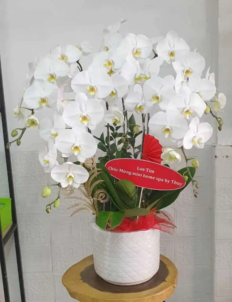 Hoa Lan Hồ Điệp Màu Trắng Và Thông Điệp Ít Ai Biết