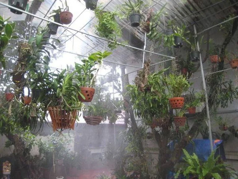 Cách Bón Phân Tưới Nước Cho Hoa Lan