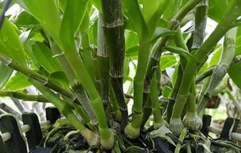 Cách Tách Cây Lan Con Ra Khỏi Cây Mẹ Chuẩn Nhất