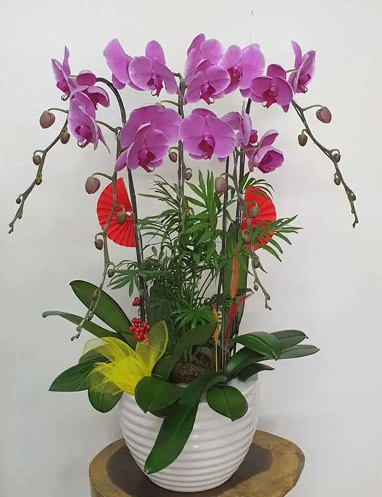 Hoa Lan Hồ Điệp Màu Hồng: Ý Nghĩa Và Các Mẫu Hoa Đẹp