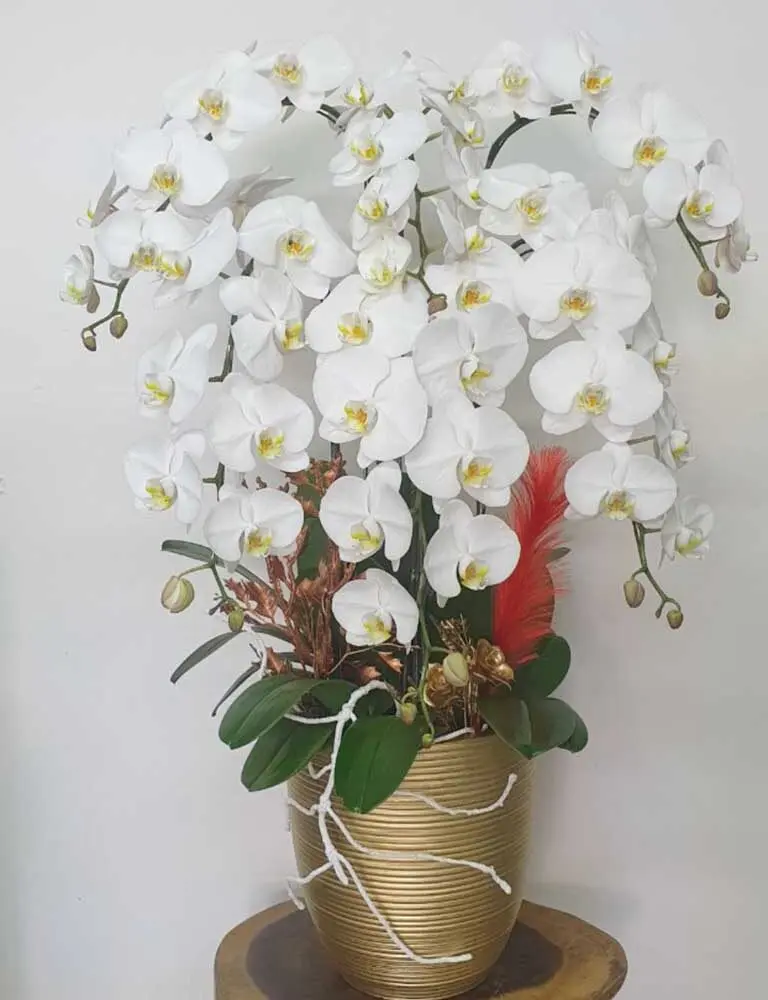 Hoa Lan Hồ Điệp Giá Rẻ Tại Tp.HCM: Uy Tín Và Chất Lượng