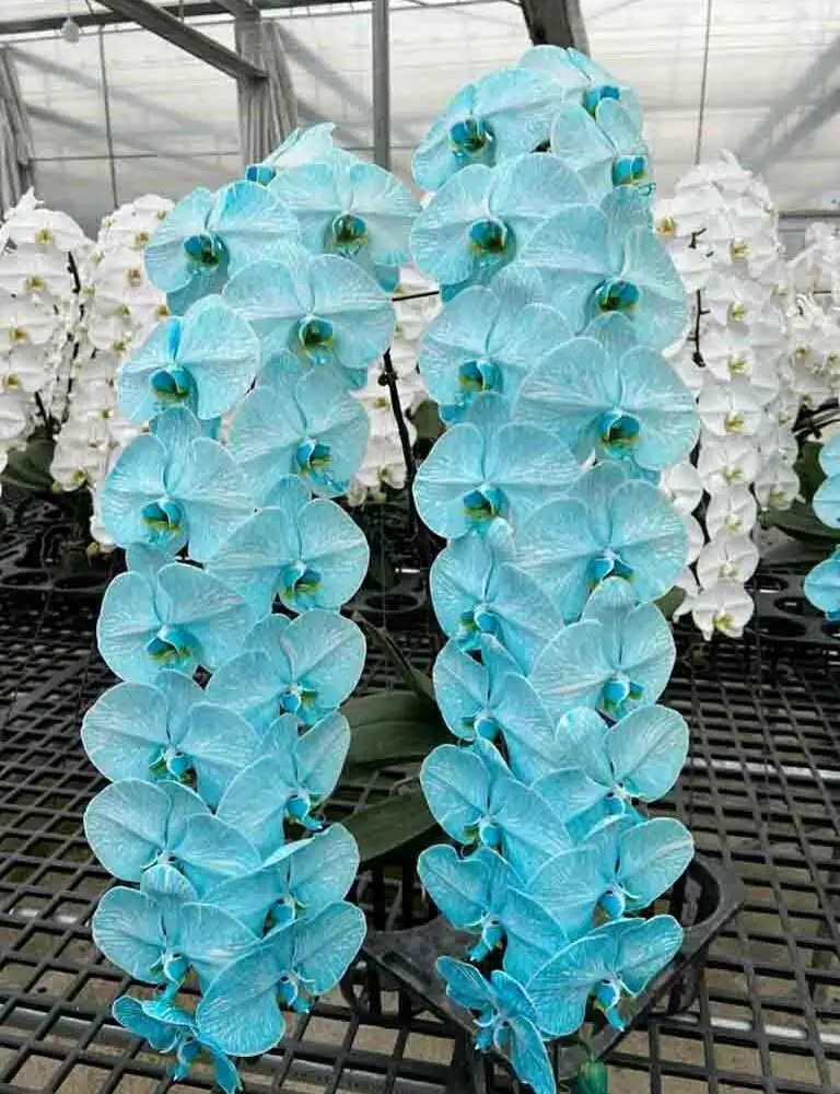 Hoa Lan: Ý Nghĩa, Cách Trồng, Chăm Sóc Tốt Và Đặc Điểm