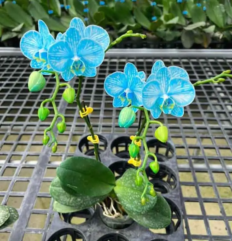 Hoa Lan Hồ Điệp Màu Xanh Và Ý Nghĩa Ít Ai Biết