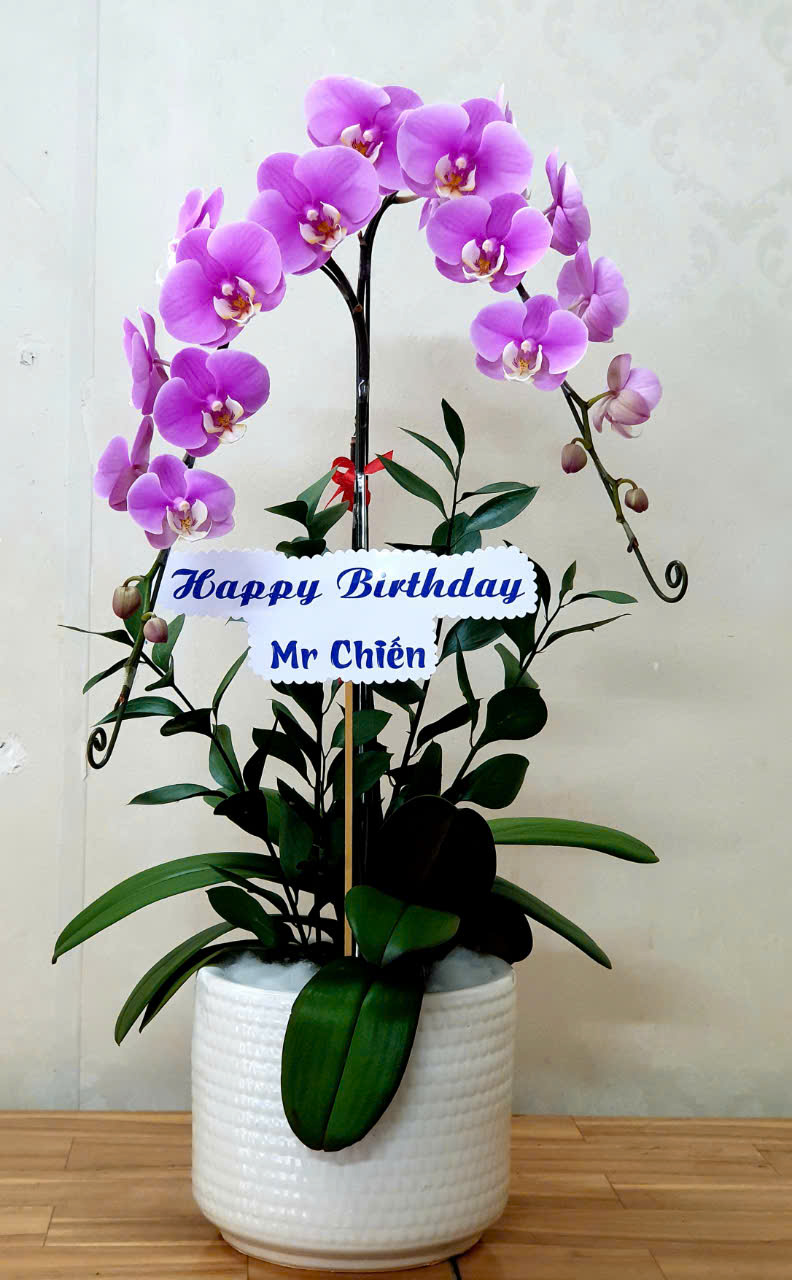 Hoa Lan Hồ Điệp Sinh Nhật Đẹp – Món Quà Tinh Tế Ý Nghĩa