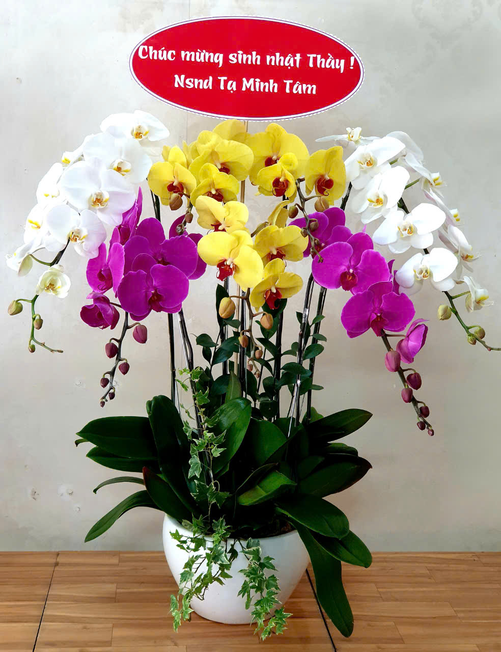 Chậu Lan Hồ Điệp Tặng 20/11 – Món Quà Cho Ngày Nhà Giáo Việt Nam